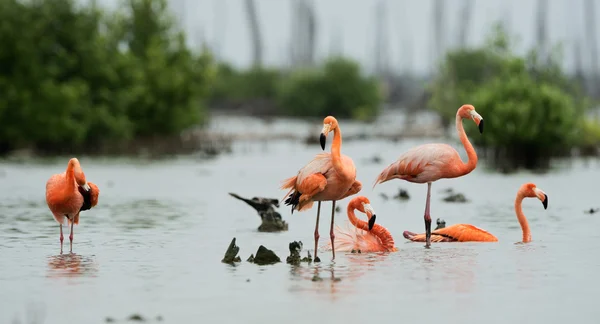 Karibischer Flamingo beim Baden — Stockfoto