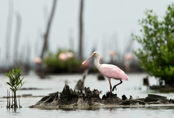 Roseate spoonbils — Stok fotoğraf