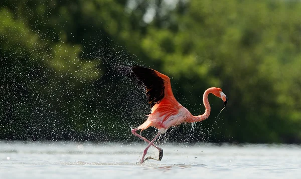 Le flamant rose coule sur l'eau avec des éclaboussures — Photo