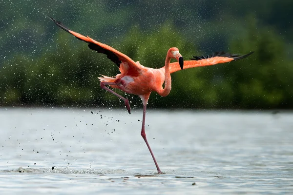 O flamingo corre na água com salpicos — Fotografia de Stock