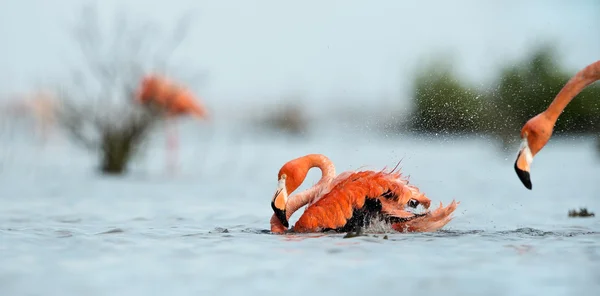 Caribean Flamingo bathing — Stock Photo, Image