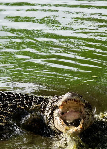 Crocodilo cubano com boca aberta — Fotografia de Stock