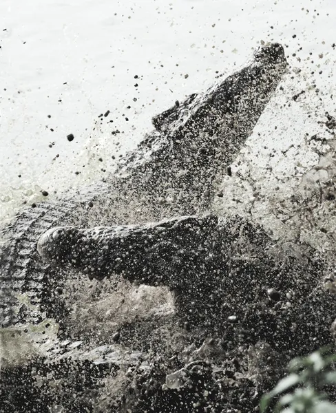 Fighting Cuban crocodile — Stock Photo, Image