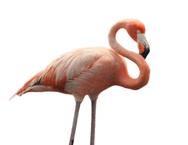 Amerikan Flamingo (Phoenicopterus ruber)