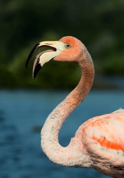 Il fenicottero americano (Phoenicopterus ruber ) — Foto Stock