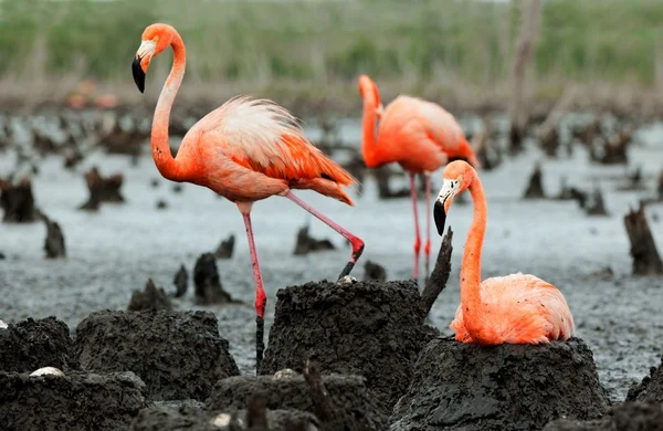 Kolonia flamingowa (Fenicopterus ruber). — Zdjęcie stockowe