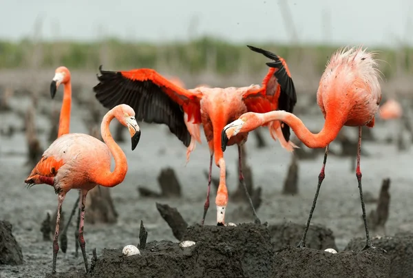 Flamingo (Phoenicopterus ruber) kolonisi. — Stok fotoğraf