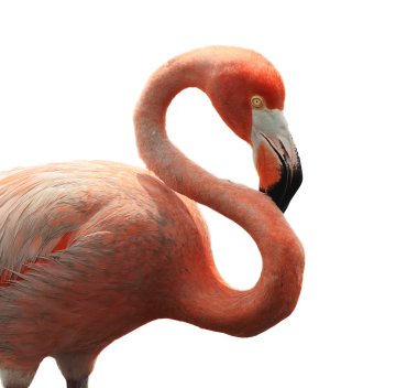 Amerikan Flamingo (Phoenicopterus ruber)