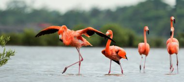 flamingolar su üzerinde yürümek.