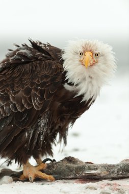 bald eagle portresi kapatmak