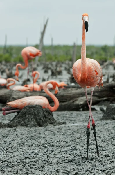 Колония Фламинго (Phoenicopterus ruber) . — стоковое фото