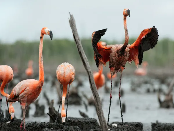 Flamingo (Phoenicopterus ruber) koloni. — Stockfoto