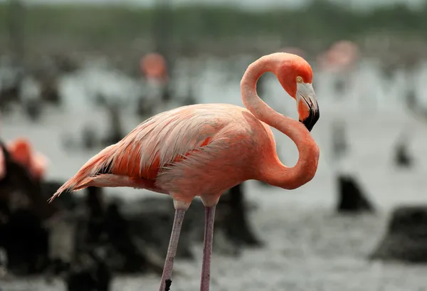 De Amerikaanse Flamingo (Phoenicopterus ruber) — Stockfoto