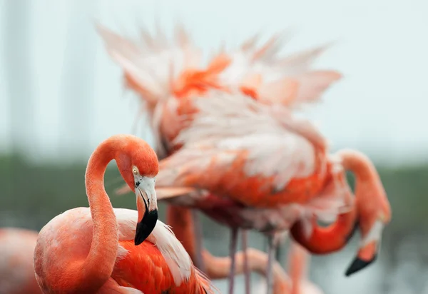 Den amerikanska Flamingo (Phoenicopterus ruber) — Stockfoto