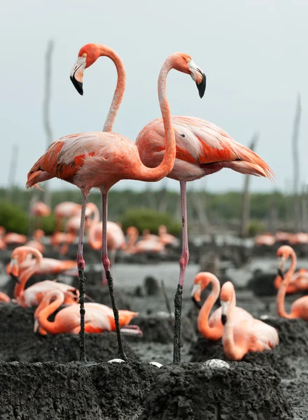 Flamingo (Phoenicopterus ruber) colony. — Stock Photo, Image