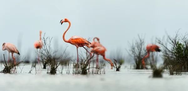 O flamingo caribenho rosa vai para a água . — Fotografia de Stock