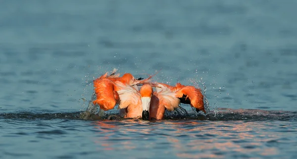 Caribean Flamingo fürdés — Stock Fotó