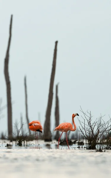 The pink Caribbean flamingo goes on water. — Stock Photo, Image
