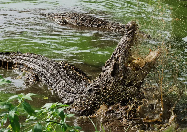 Mund und Zähne des kubanischen Krokodils — Stockfoto