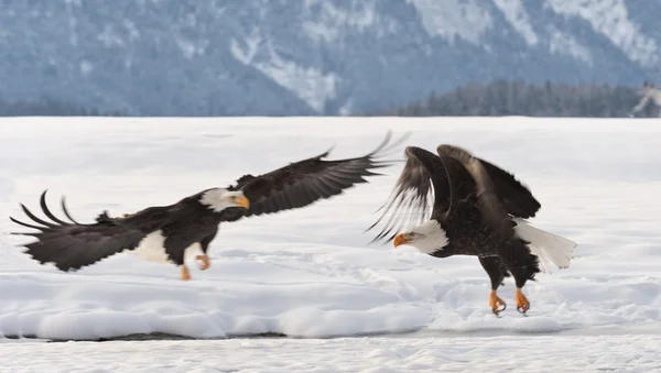 Bald Eagles — Stockfoto