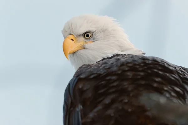 Bald eagle portresi kapatmak — Stok fotoğraf