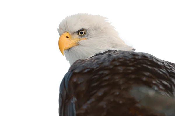 Bliska portret bald eagle — Zdjęcie stockowe