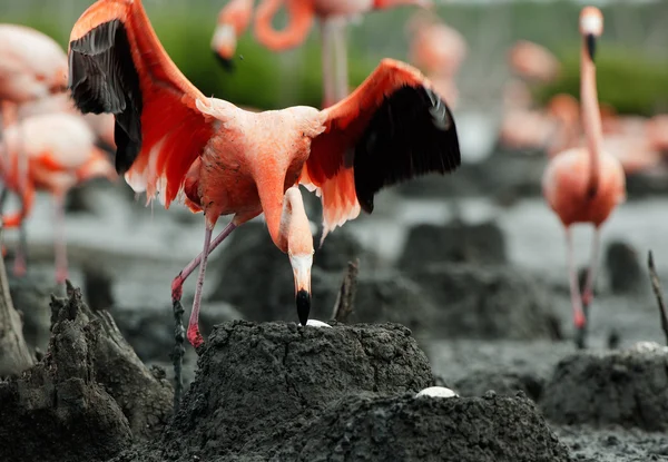 Colónia de Flamingo (Phoenicopterus ruber) . — Fotografia de Stock