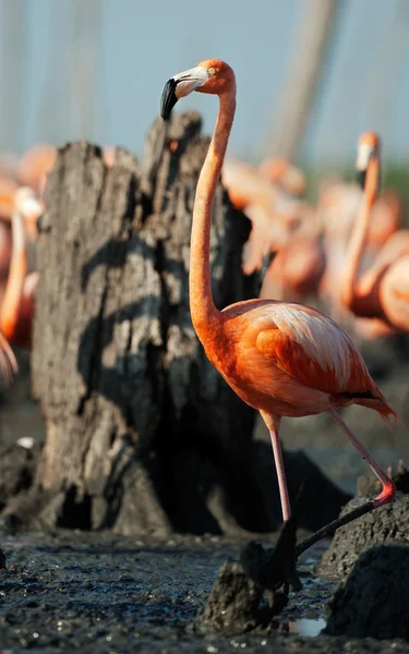 Plameňák (Phoenicopterus ruber) — Stock fotografie