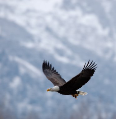 uçan kel kartal