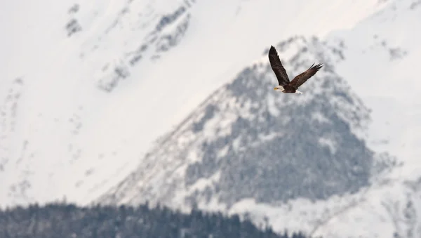 Águila calva voladora — Foto de Stock