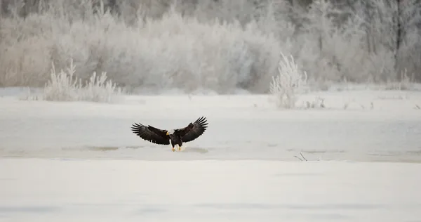 Bald eagle landing — Stockfoto