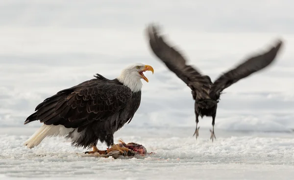 Τρώει φαλακρός αετός — Φωτογραφία Αρχείου