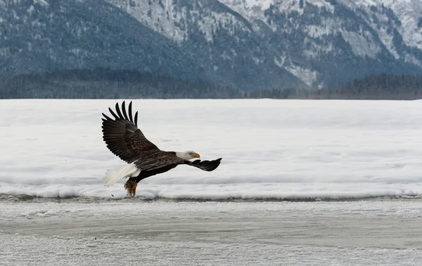 Weißkopfseeadler — Stockfoto