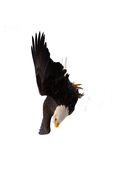 Duiken bald eagle — Stockfoto