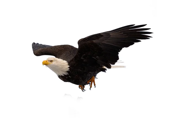 Águila calva de buceo — Foto de Stock