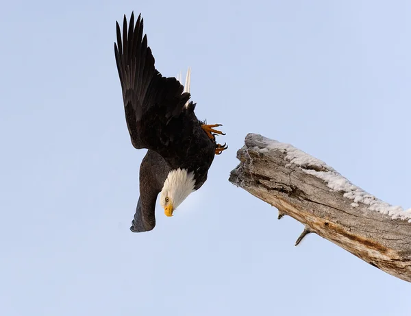 Diving bald eagle — Stock Photo, Image