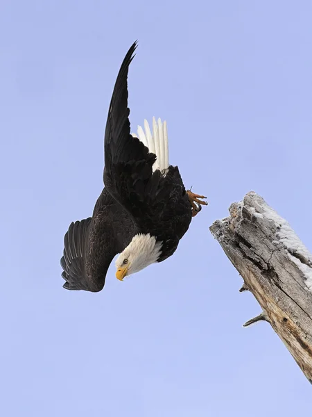 Águila calva de buceo — Foto de Stock