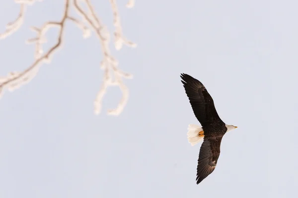 Flying bald eagle — Stock Photo, Image