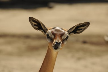 Gerenuk