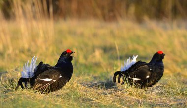 iki lekking siyah yakınmaların