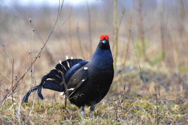 lekking Kara Orman Tavuğu portresi