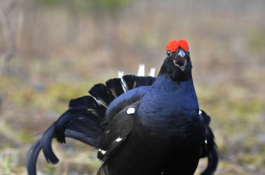 lekking Kara Orman Tavuğu portresi