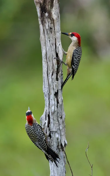 Casal de pica-pau indiano ocidental (Melanerpes superciliaris ) — Fotografia de Stock