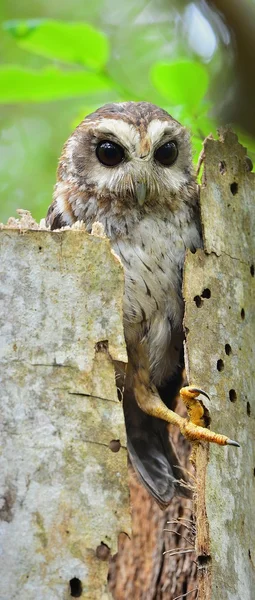 Gufo stridulo cubano nel buco dell'albero — Foto Stock