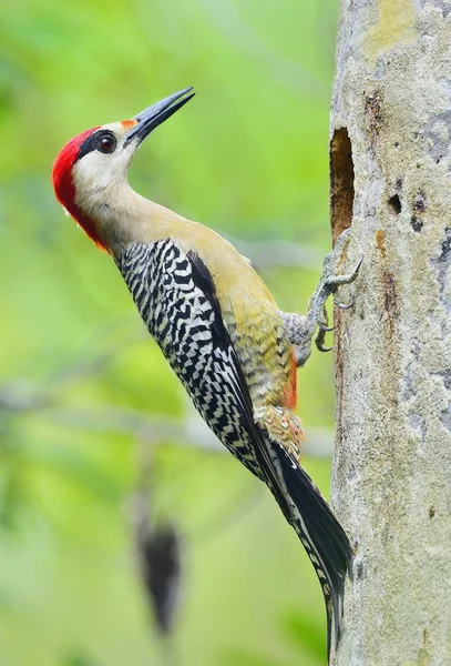 West Indian Woodpecker (Melanerpes superciliaris) — Stock Photo, Image