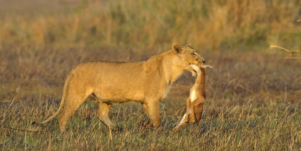 Leona con presa . — Foto de Stock