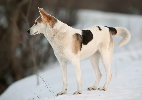 Winterhund. — Stockfoto