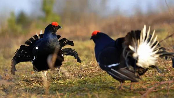 Two lekking black grouses — Stock Photo, Image