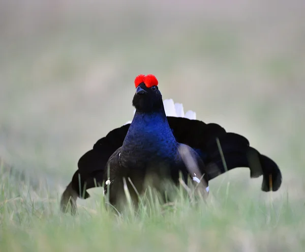 Portrait of a lekking black grouse — Stock Photo, Image