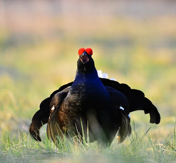 The Black Grouse at the Lek. — Stock Photo, Image